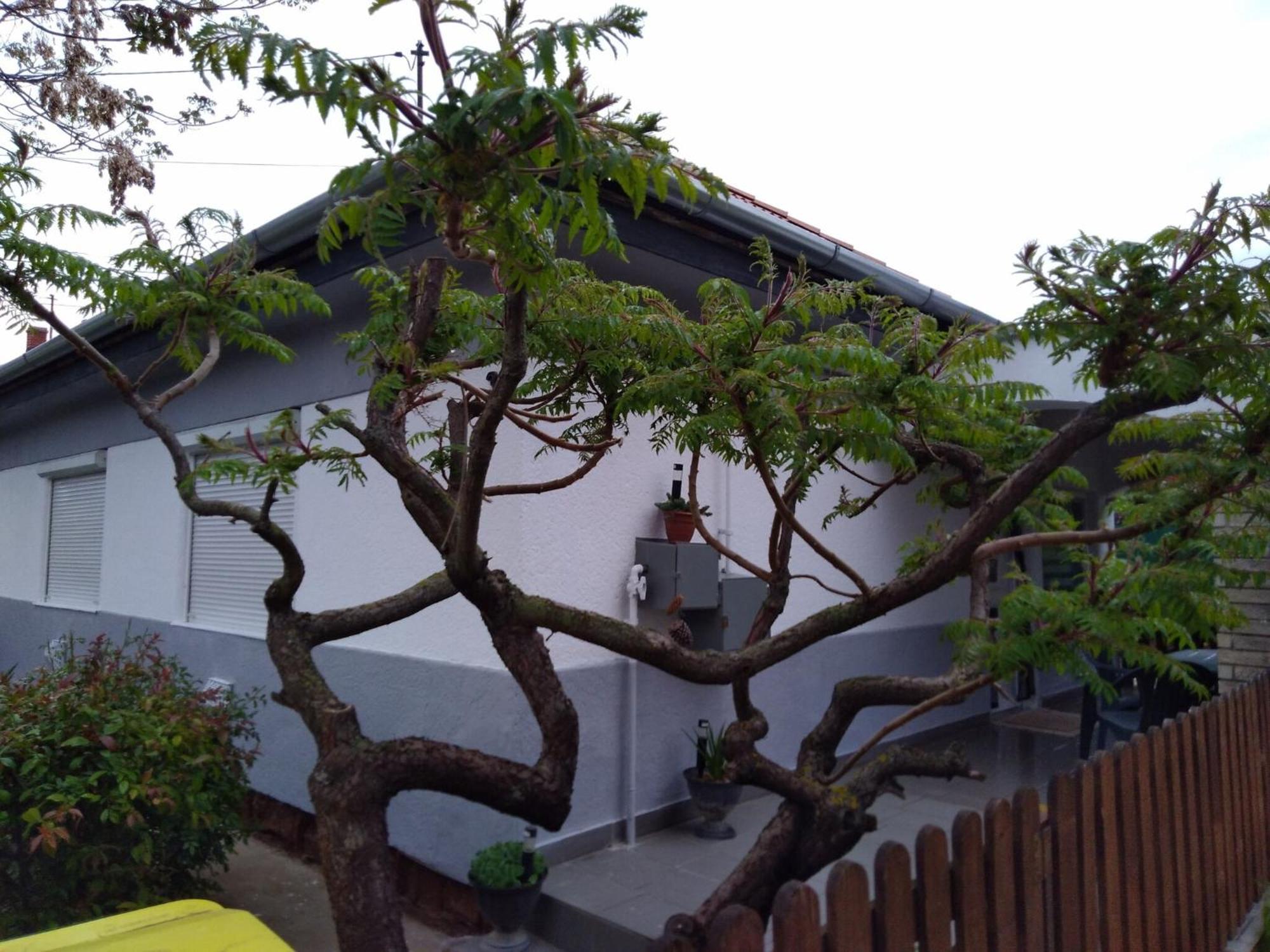 Apartman Bb Haez